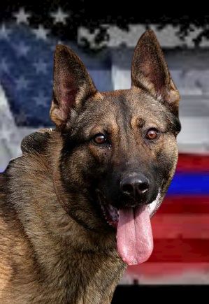 K-9 ZEN